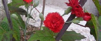 Dianthus, Hardy Carnation Grenadin Red