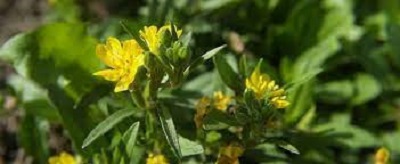 Oenothera Species, Evening Primrose, Small Sundrops