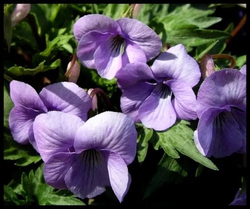 Viola, Fanleaf Violet Dancing Geisha