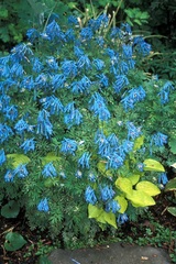 Corydalis, Blue Corydalis, Blue Fumitory 'Golden Panda'