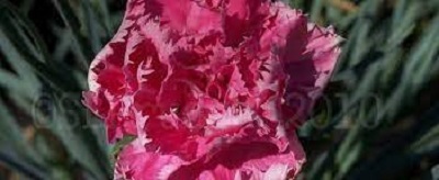 Dianthus, Hardy Carnation Grenadin Pink
