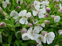 Silene Species, Bladder Campion, Sea Campion