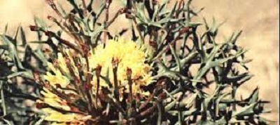 Isopogon Species, Horny Cone-Bush, Wild Irishman