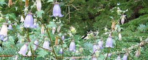 Campanula Species, Caucasian Ring Bellflower, Ringflower