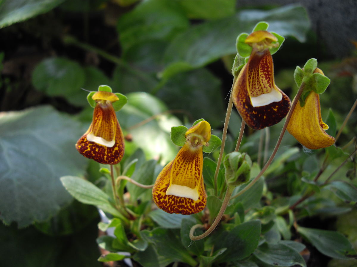 Calceolaria Walter Shrimpton
