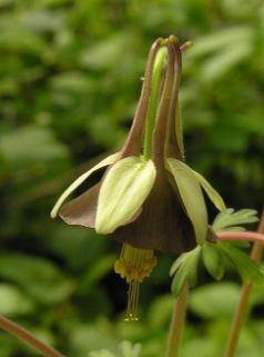 Aquilegia Species, Green-Flowered Columbine