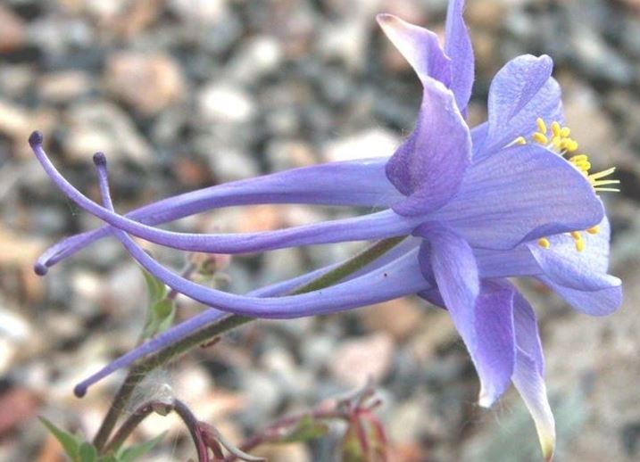 Aquilegia Species, Columbine