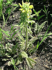 Pedicularis Species, Canadian Lousewort, Forest Lousewort, Wood Betony