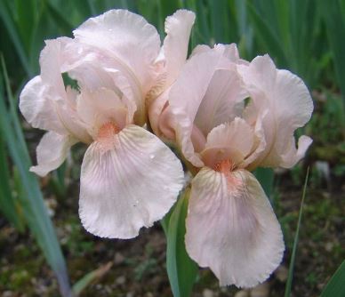 Standard Dwarf Bearded Iris Betsey Boo