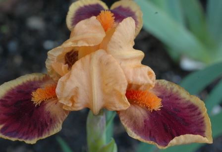 Standard Dwarf Bearded Iris Pele