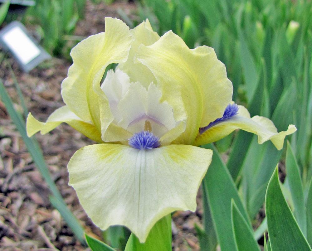 Standard Dwarf Bearded Iris Serenity Prayer