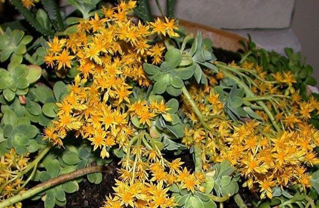 Sedum Species, Stonecrop