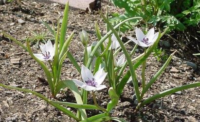 Species Tulip, Albocaerulea Oculata Group