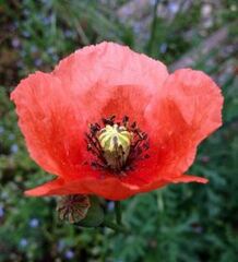 Papaver Species, Blindeyes, Long-Headed Poppy, Long-Pod Poppy