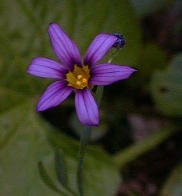 Eastern Blue-eyed Grass, Bicknell Blue-eyed Grass