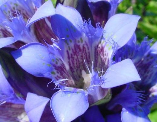 Gentiana Species, Crested Gentian