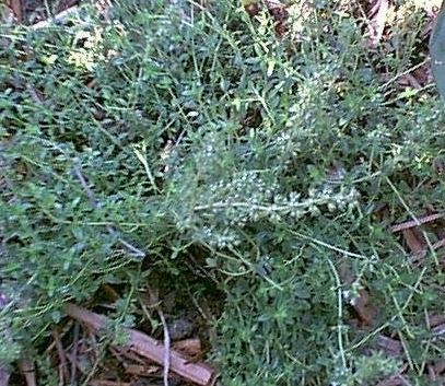 Thyme Clear Gold