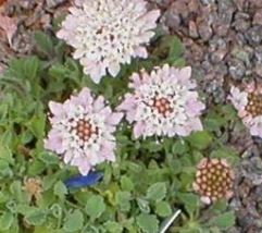 Pterocephalus Species, Pincushion Flower