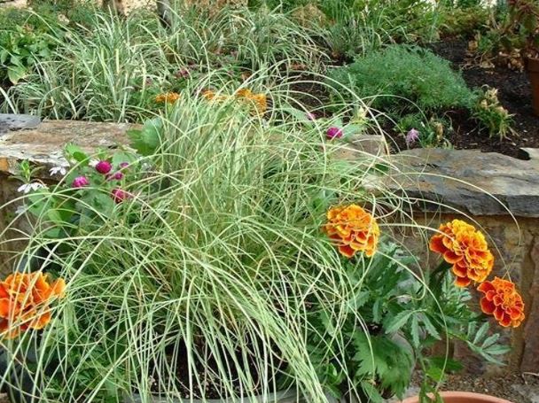 Carex, New Zealand Hair Sedge Frosted Curls