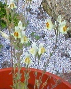 Linaria Species, Roadside Toadflax