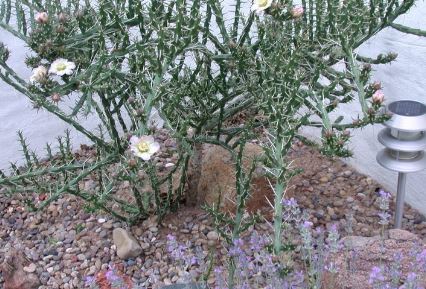 Cylindropuntia Species, Kleins Pencil Cactus