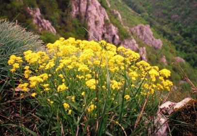 Alyssum, Creeping Basket of Gold Mountain Gold
