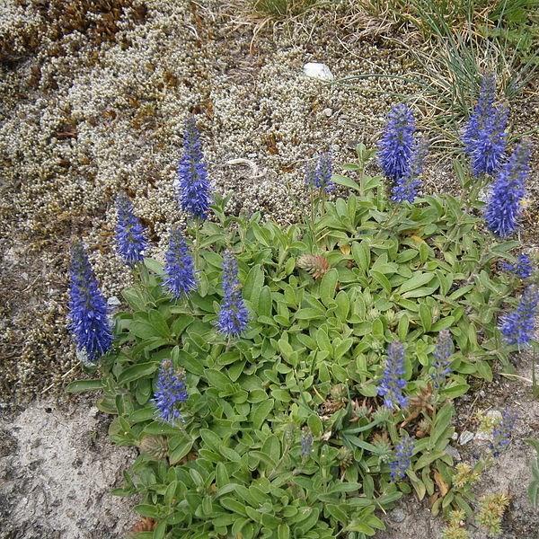 Veronica Species, Alpine Speedwell, Compact Blue Speedwell