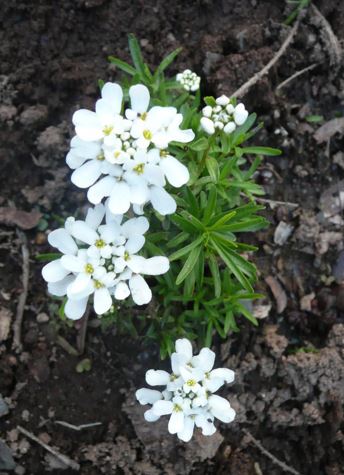 Iberis, Evergreen Candytuft Little Gem