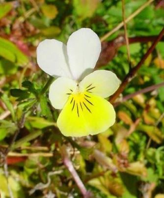 Viola Species, European Field Pansy, Wild Pansy, Field Violet