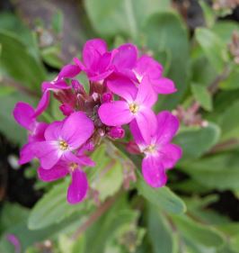 Arabis, Pink Rock Cress, Rose Rockcress Spring Charm