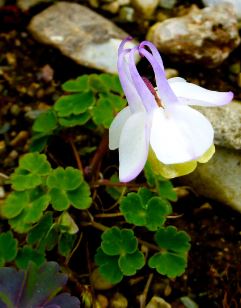 Aquilegia, Fan Columbine Cameo Mix
