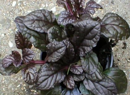Ajuga, Bugle, Bugleweed, Carpet Bugle Bronze Heart