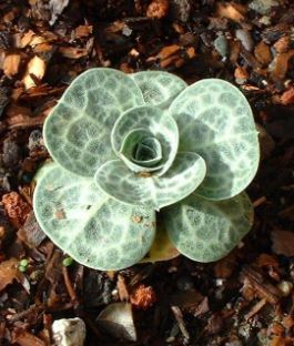 Bukiniczia Species