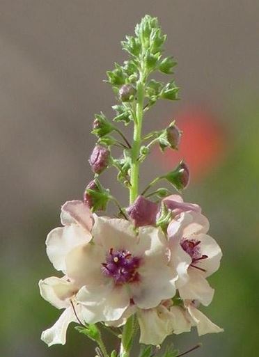 Species, Wild Verbascum, Mullein, Pink form