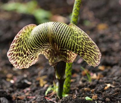 Arisaema Species, Griffiths Cobra Lily