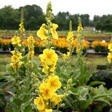 Verbascum, Hybrid Mullein, Ornamental Mullein Banana Custard