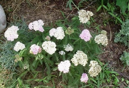 Achillea, Yarrow, Milfoil, Soldiers Woundwort, Staunchweed Apple Blossom