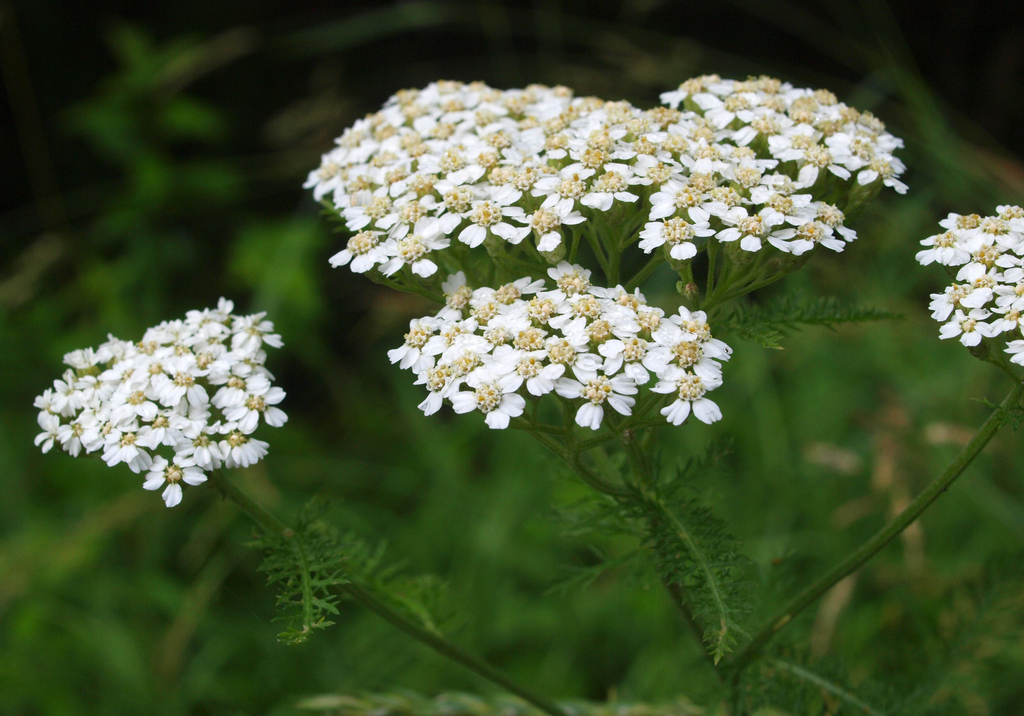 Achillea Species, Northern Yarrow