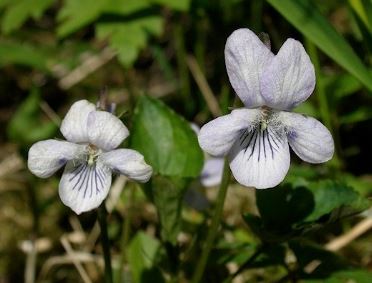 Viola Species, Common Dog Violet, Wood Violet