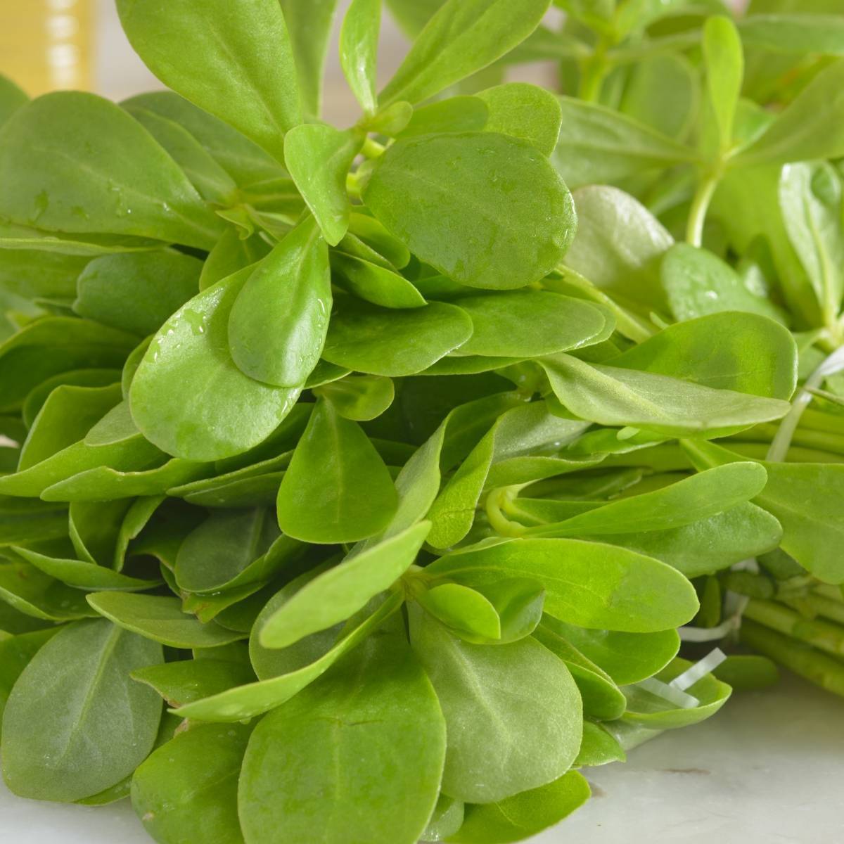 Golden Purslane