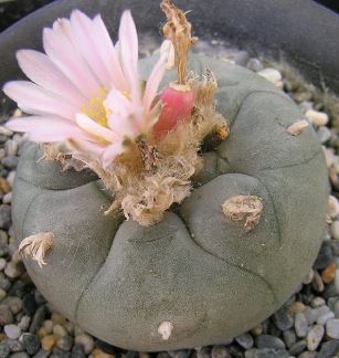 Lophophora Species, Dumpling Cactus, Mescal Button, Peyote