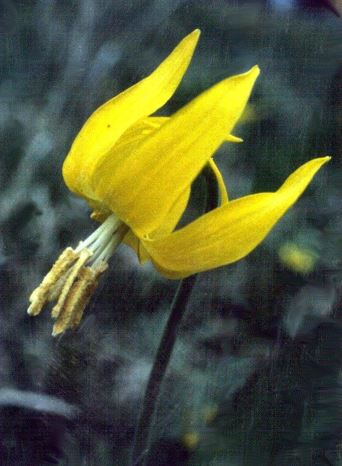 Glacier Lily
