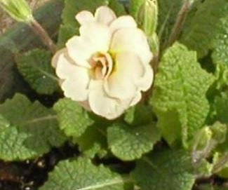 Primula, Double English Primrose Sue Jervis