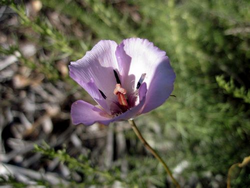Calochortus Species, Splendid Mariposa