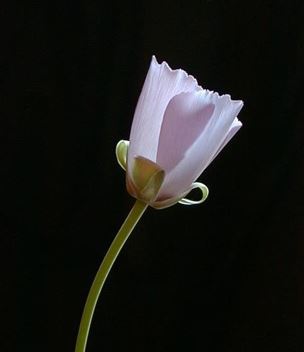 Creeping Babys Breath Alba