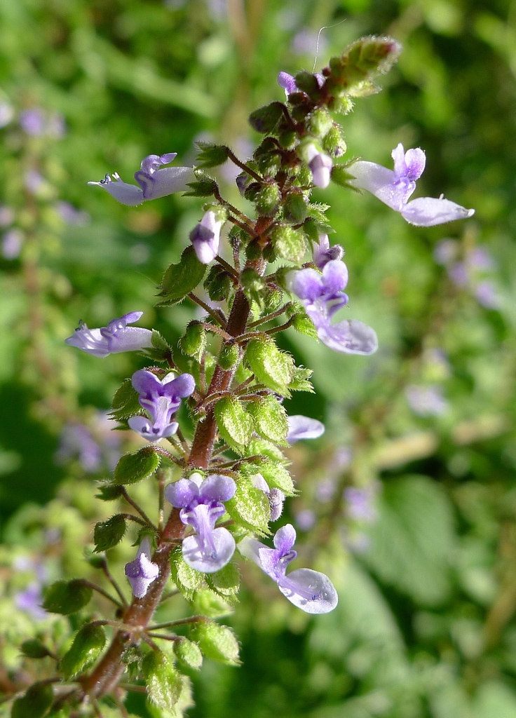 Plectranthus Species, Cockspur Flower, Little Spur Flower