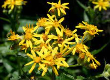 Senecio Species, Arrowleaf Butterweed, Arrowleaf Groundsel, Arrowleaf Ragwort