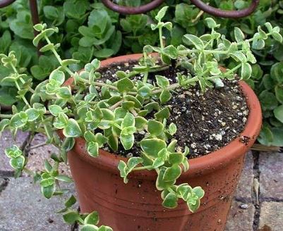 Crassula, Variegated Trailing Jade Plant Comet