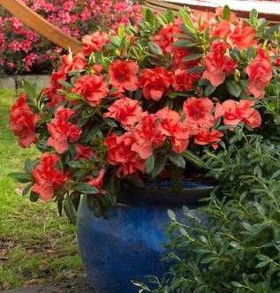 Rhododendron, Encore Azalea Autumn Embers