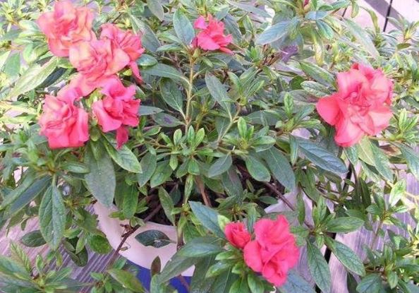 Alstroemeria Species, Peruvian Lily